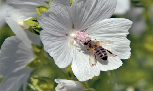 Biene in weißer Blüte